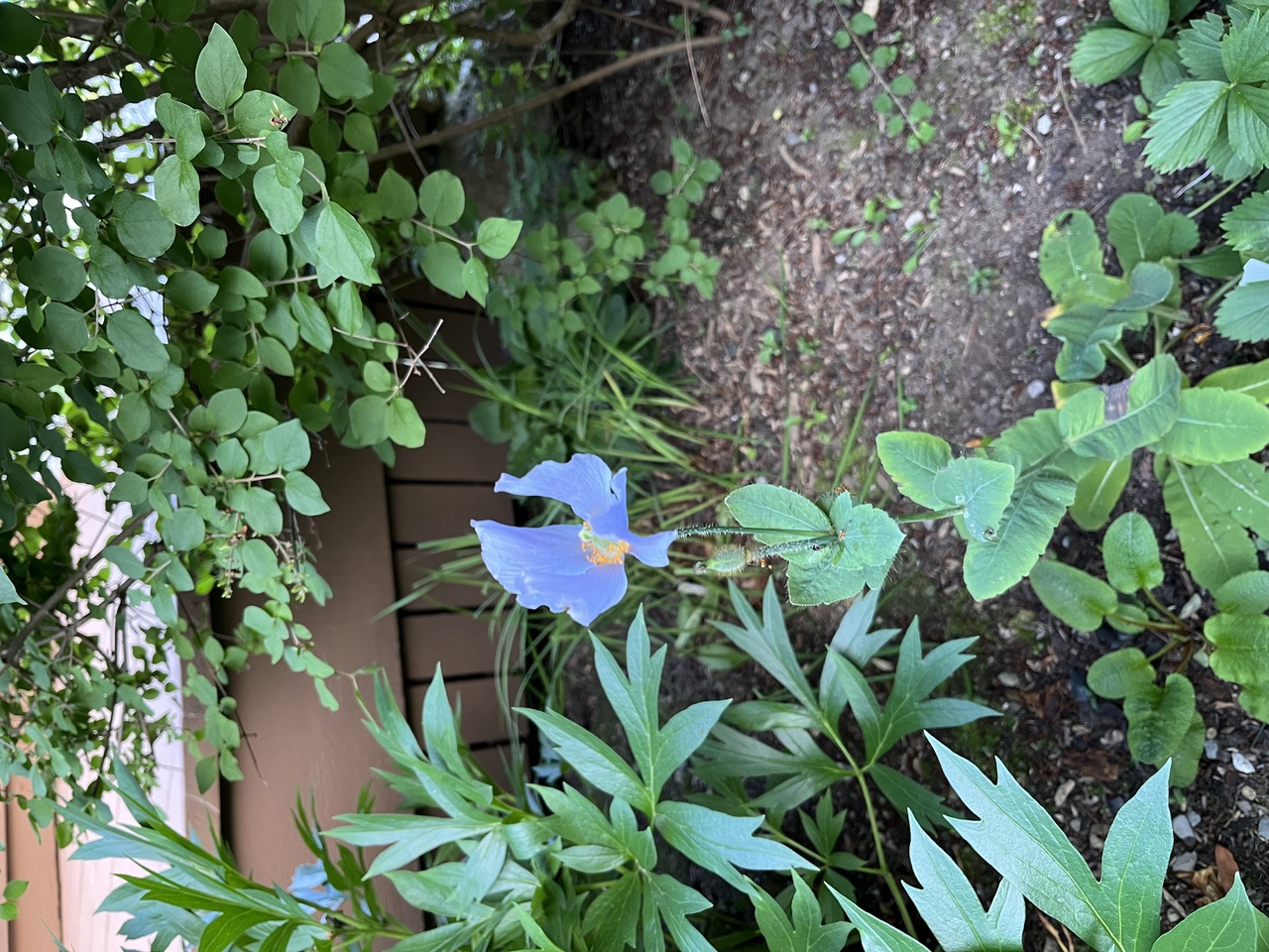 A Himalayan Blue Poppy